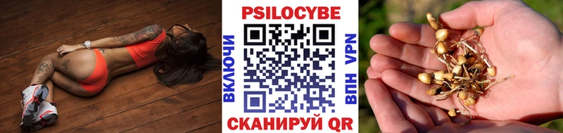 где продают Майский Галлюциногенные грибы Psilocybine cubensis