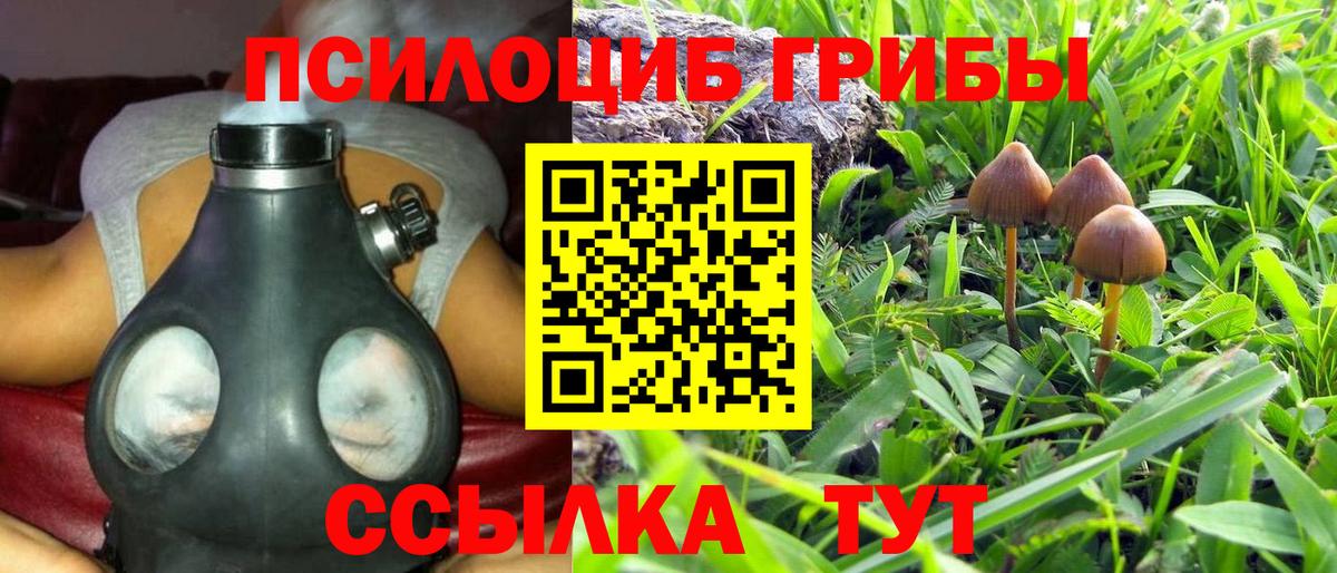 Галлюциногенные грибы Psilocybine cubensis Майский