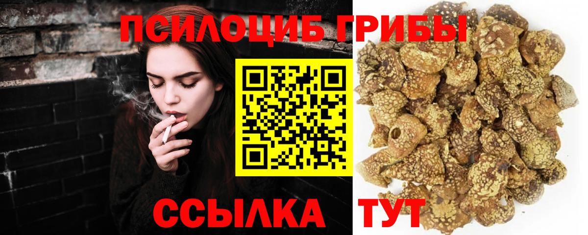 Галлюциногенные грибы Psilocybe Майский